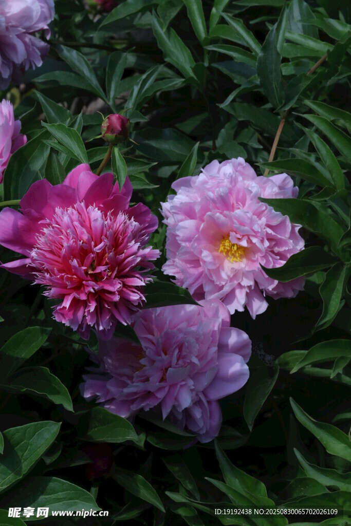 芍药花 