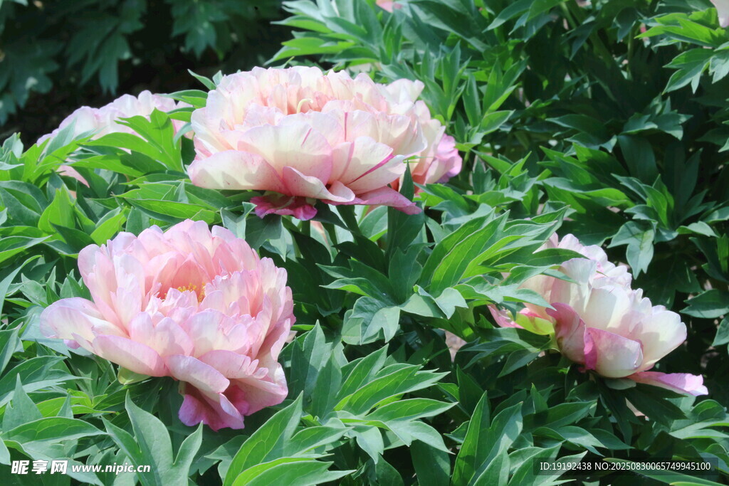 芍药花 