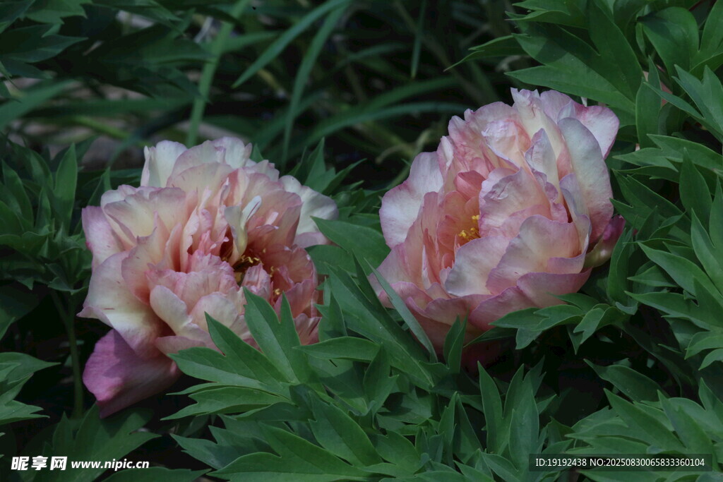 芍药花  