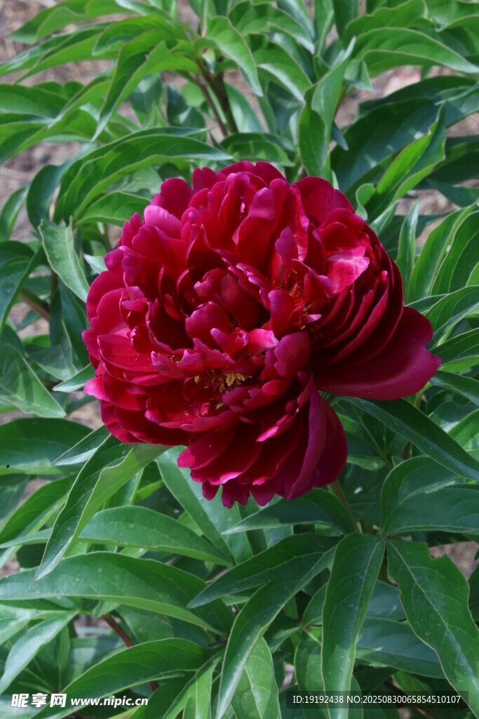 芍药花 