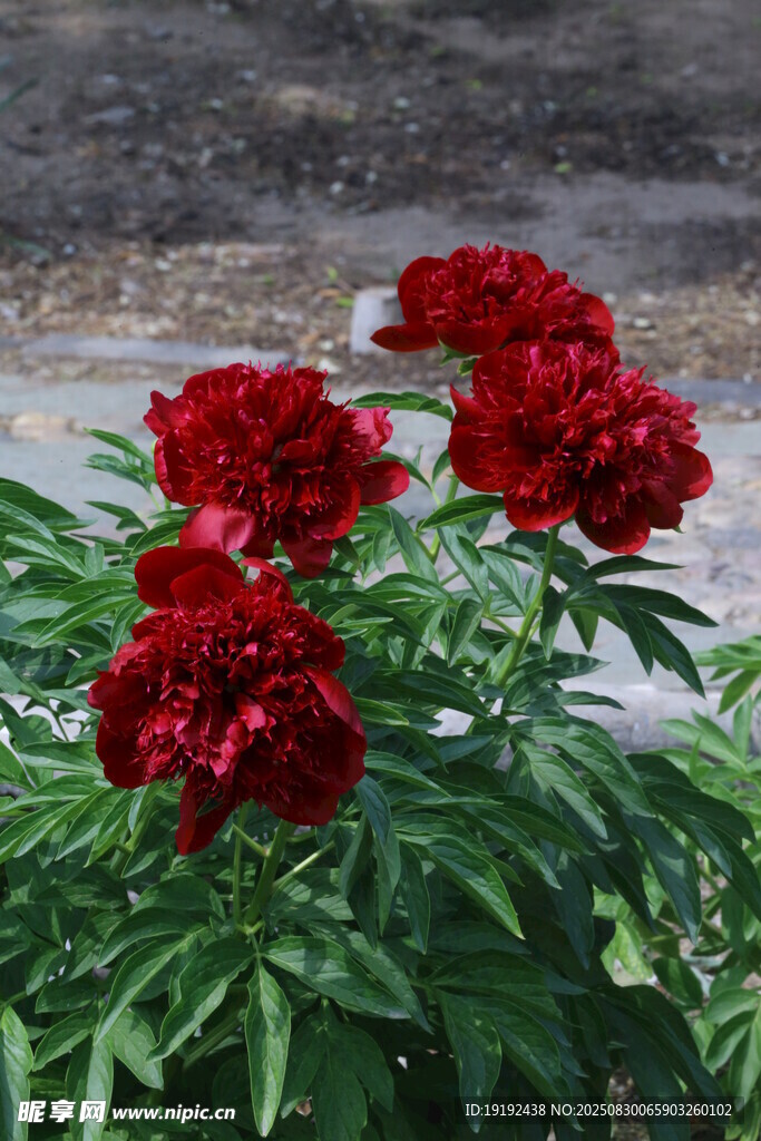 芍药花  