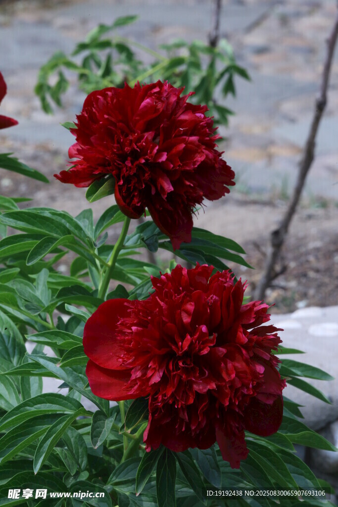 芍药花 