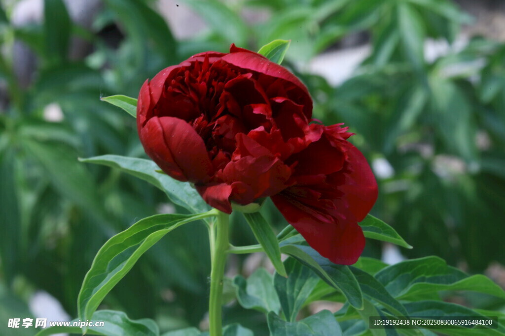 芍药花  