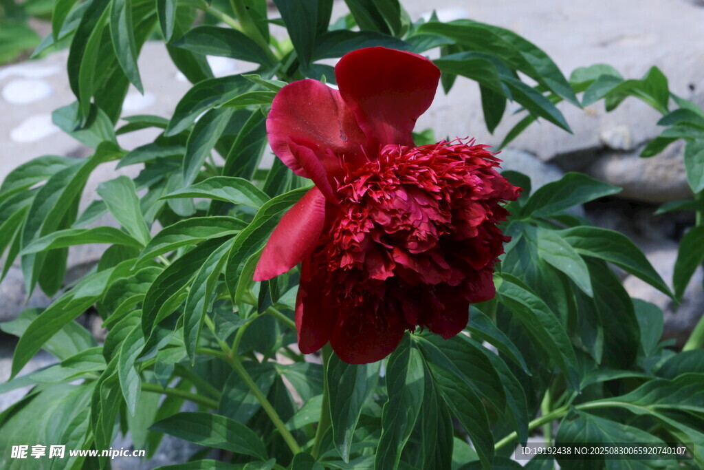 芍药花 
