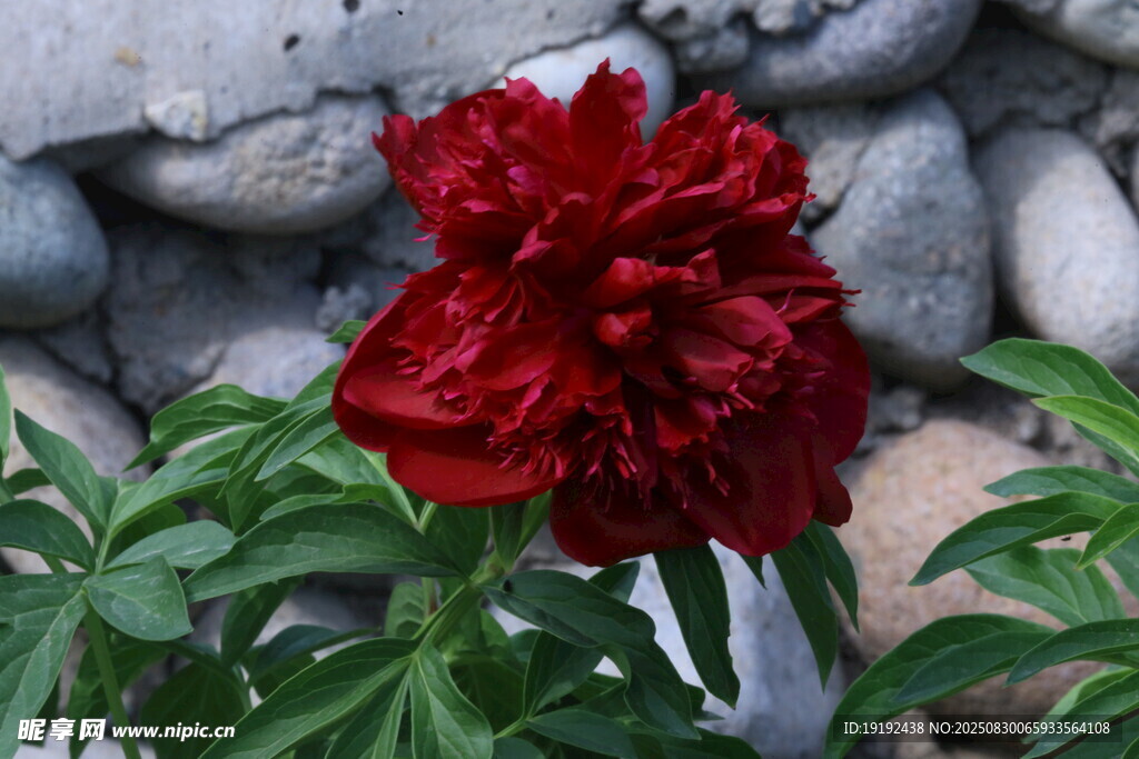 芍药花 