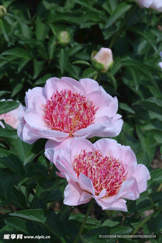 芍药花 
