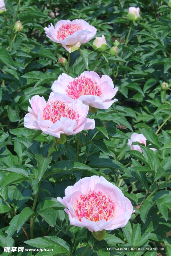 芍药花
