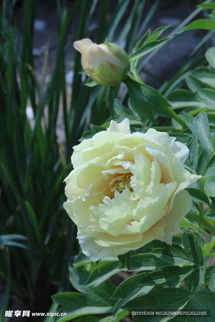 芍药花  