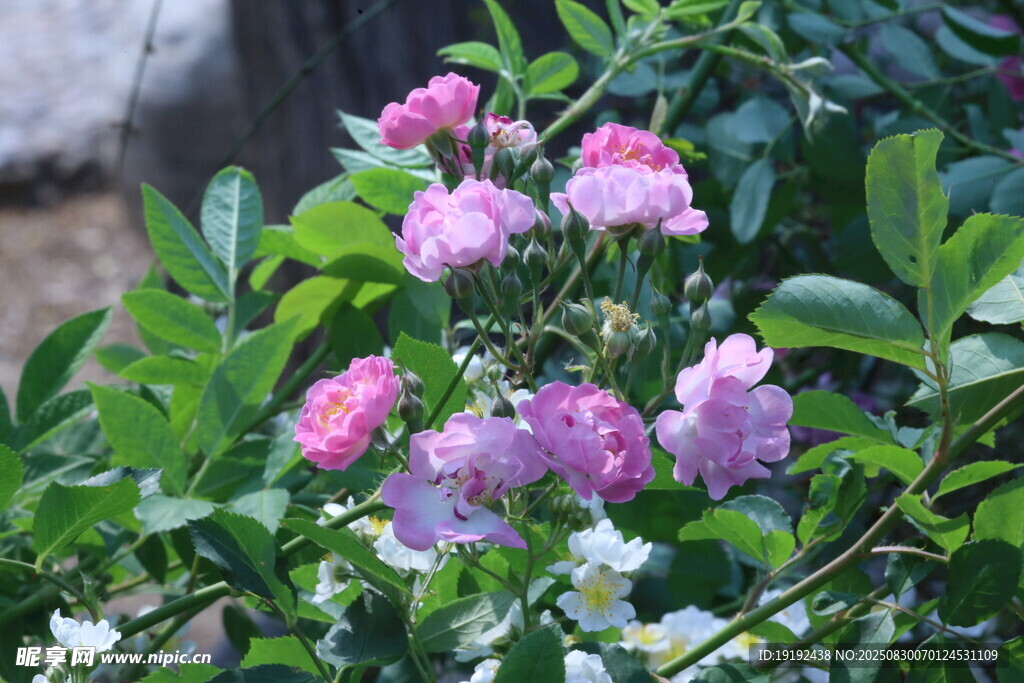 蔷薇花 