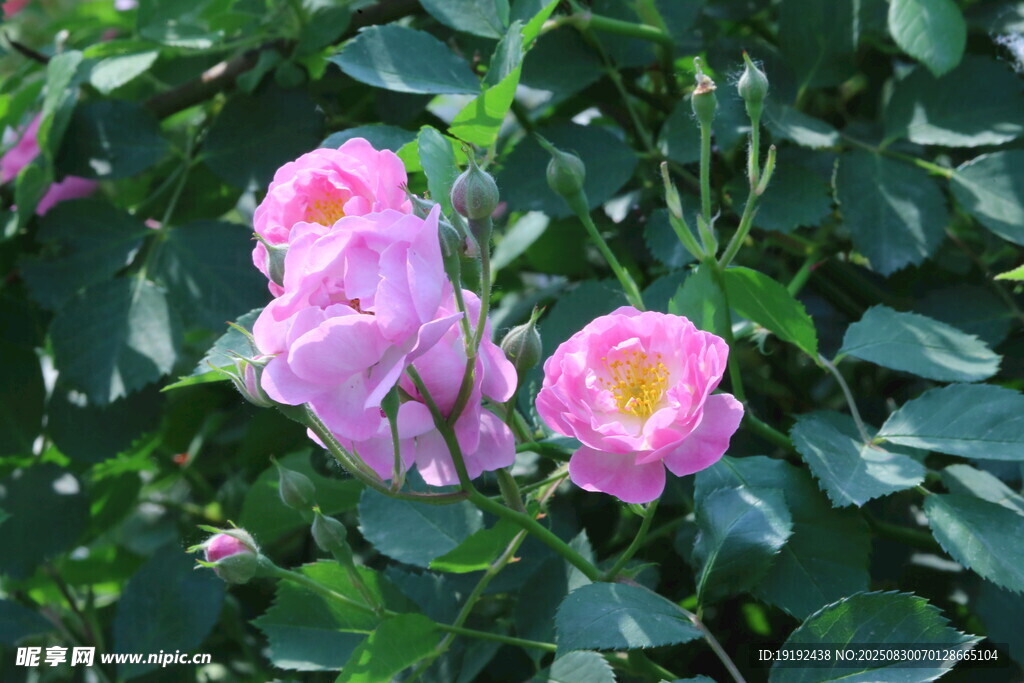 蔷薇花 