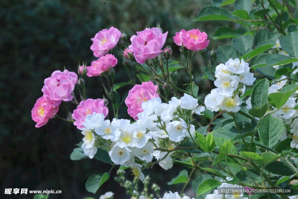 蔷薇花 