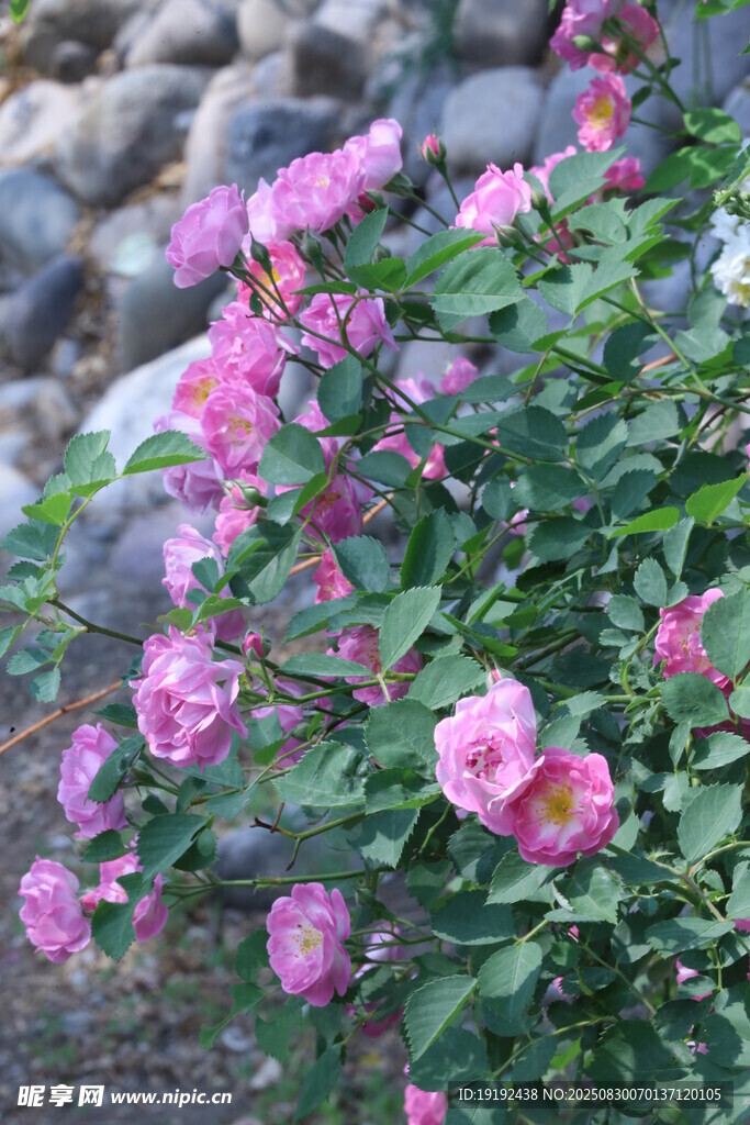 蔷薇花  