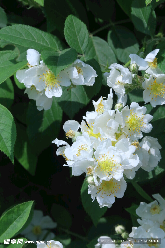 蔷薇花  