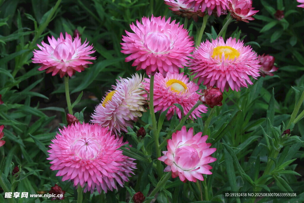 蜡菊 