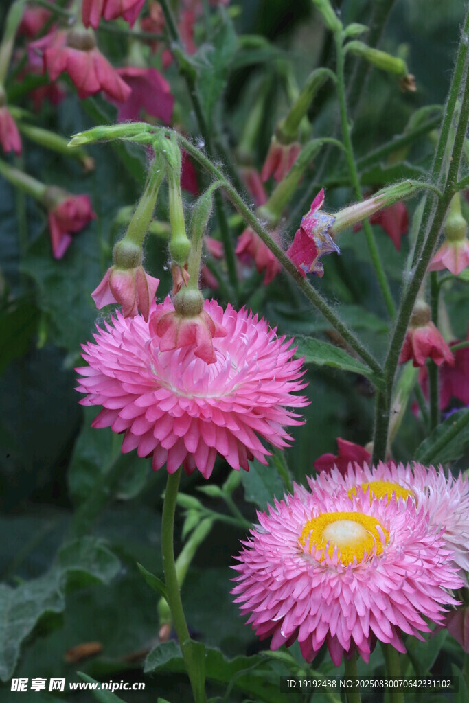 蜡菊  