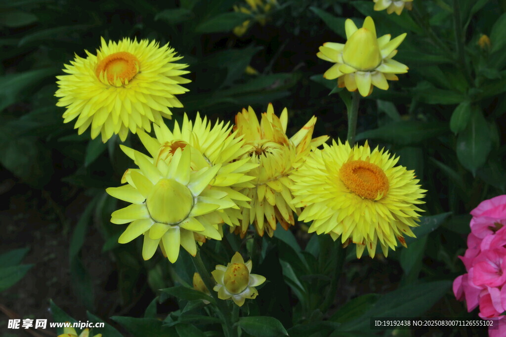 蜡菊  