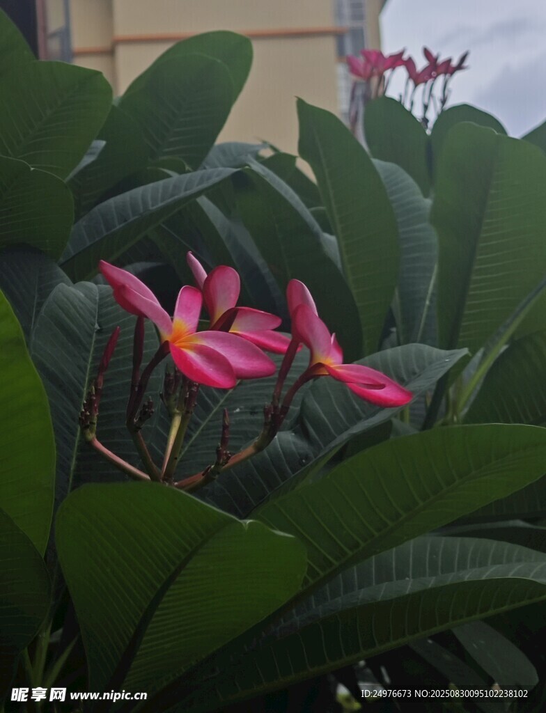 花