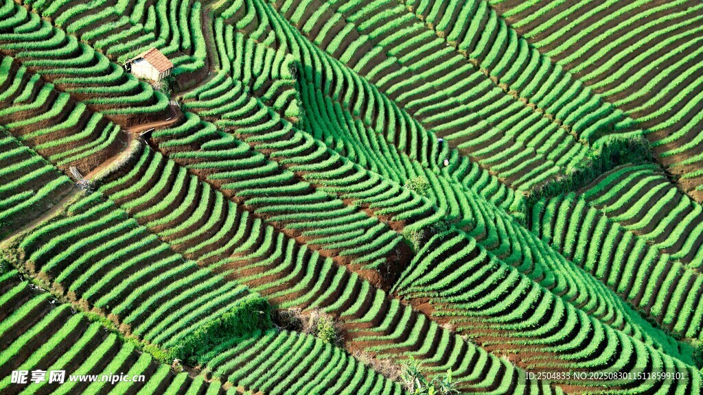 梯田风光 绿意盎然的美景
