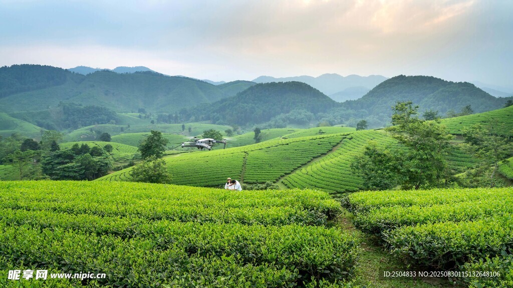 山间茶园美景