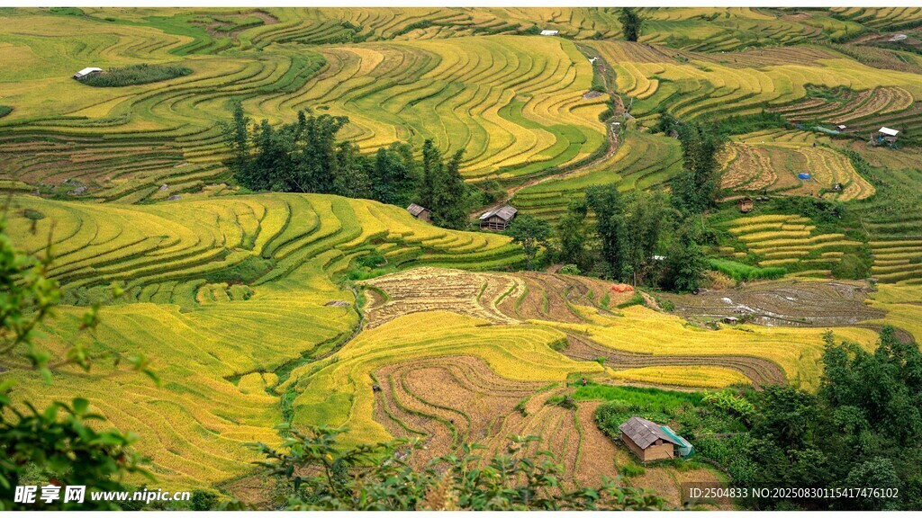 秋日梯田美景