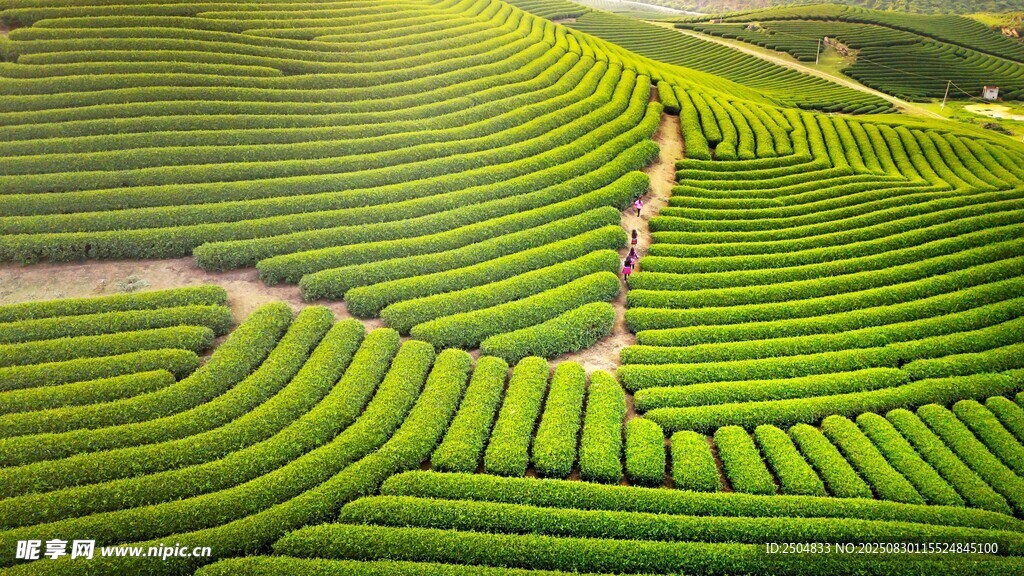 翠绿梯田茶园美景