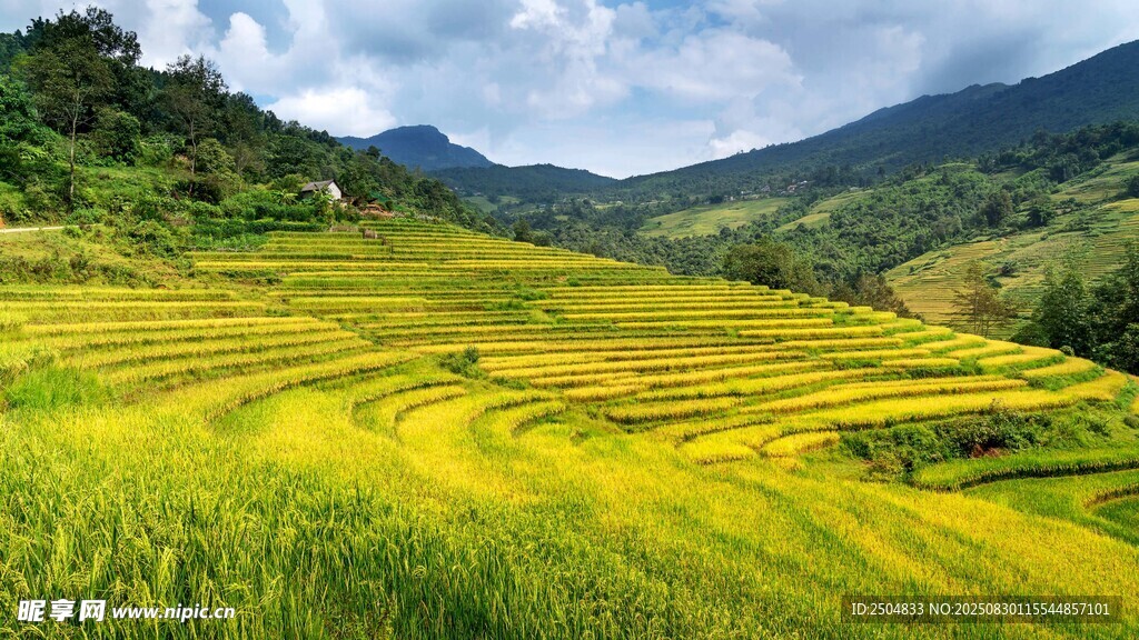 金黄梯田映青山美景