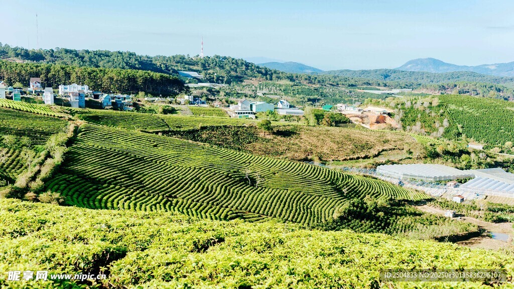 田园风光中的翠绿茶园景色