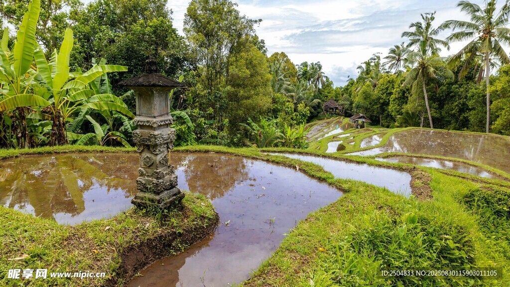 田园风光中的静谧水田