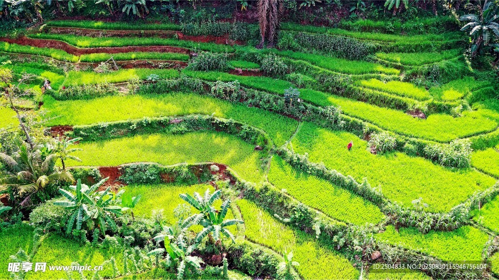 层层叠翠的田园梯田景观
