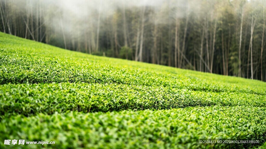 翠绿茶园 林间薄雾弥漫