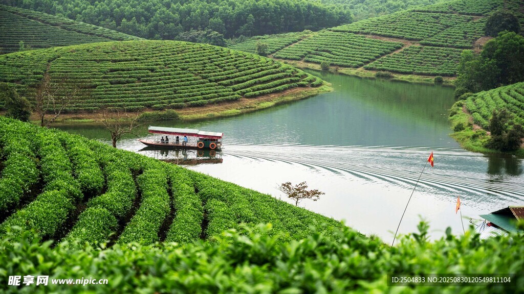 山间茶园旁的宁静水域