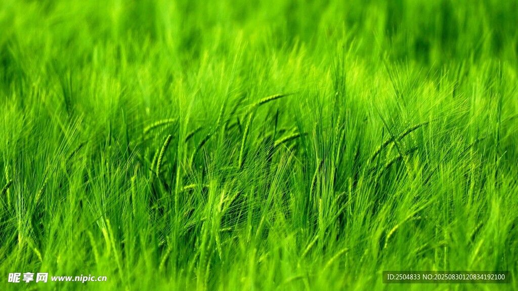 翠绿草地 清新自然之景
