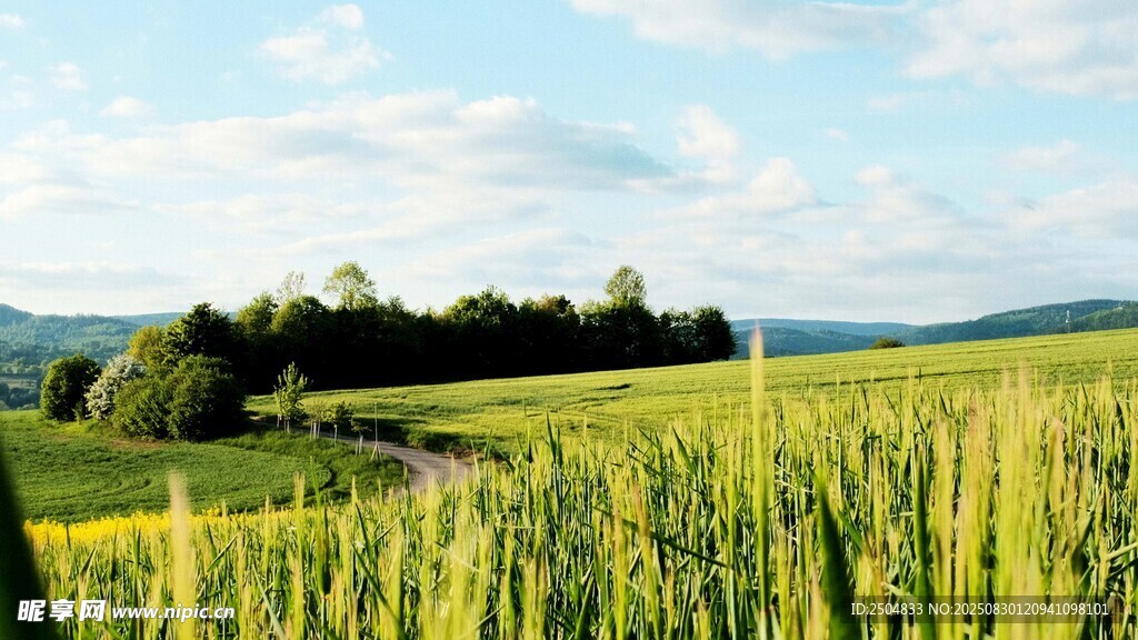 田园麦田风光美景