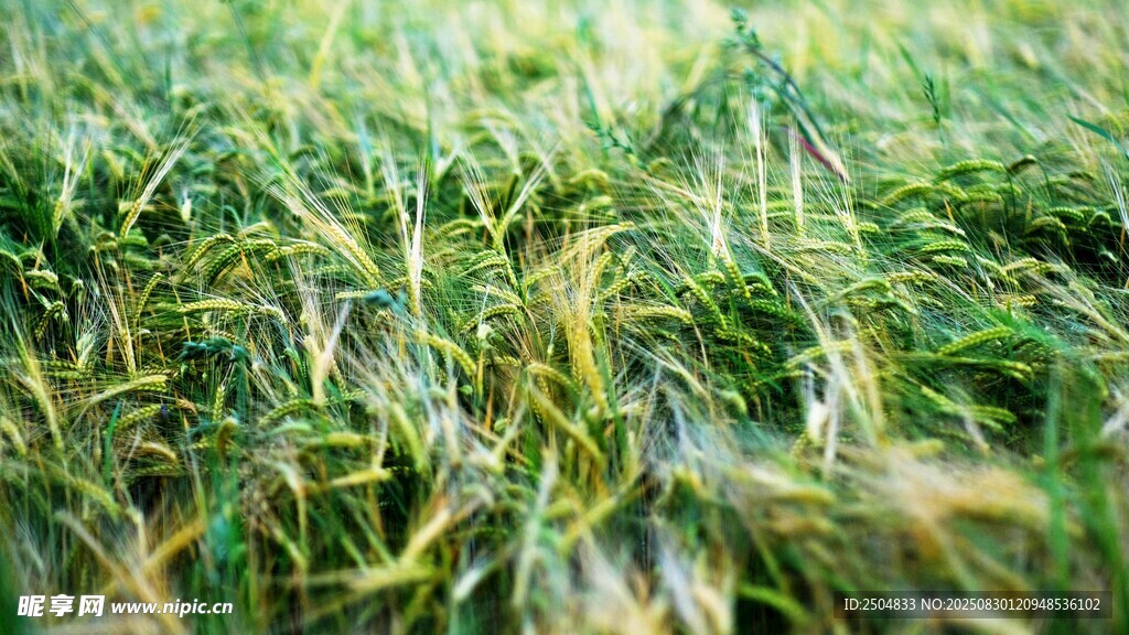 嫩绿草丛近景