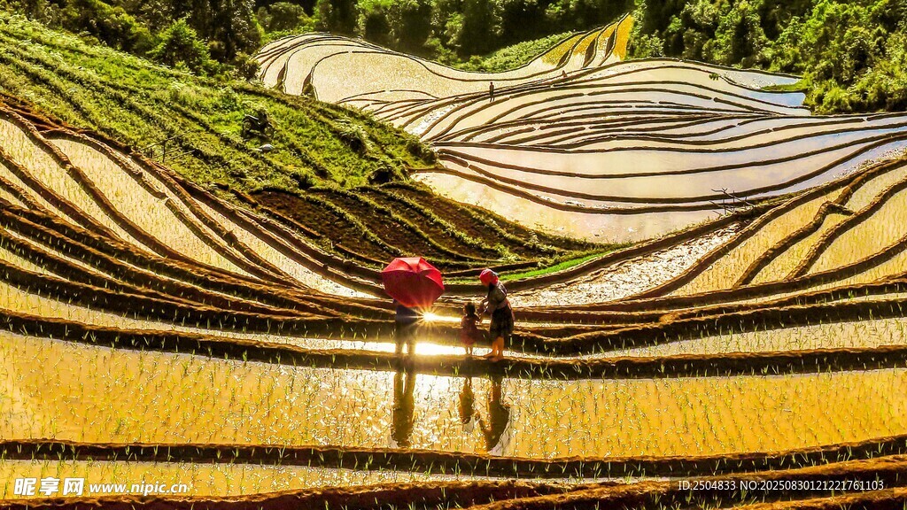 金色梯田间的人影美景