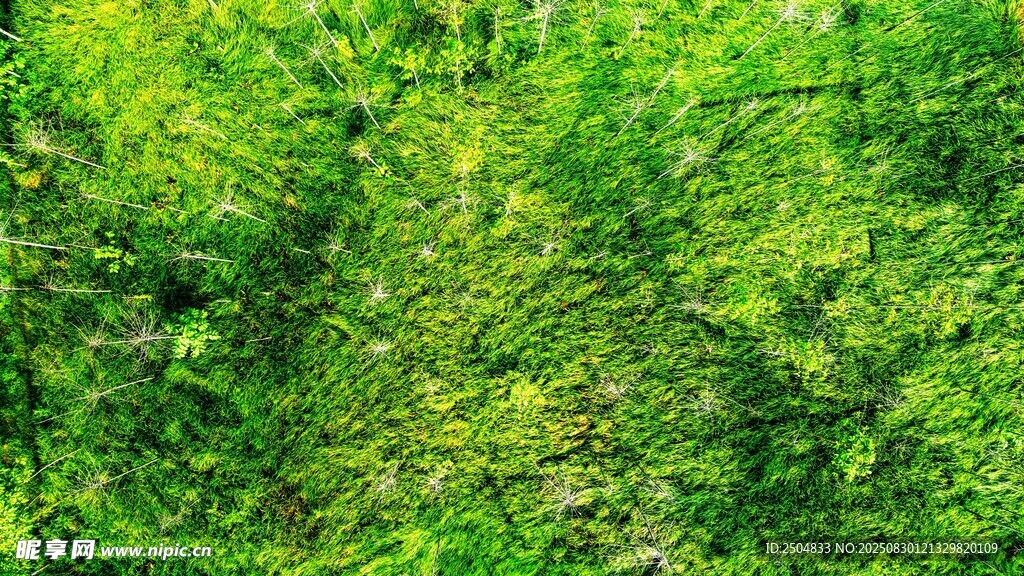 翠绿繁茂的森林植被景观