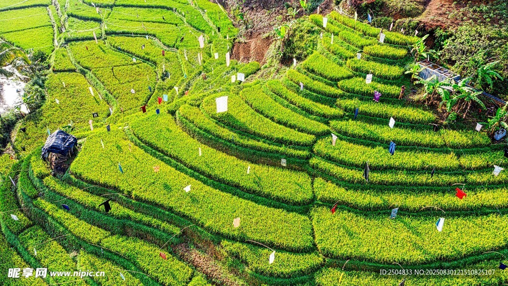 航拍美丽的绿色梯田景观