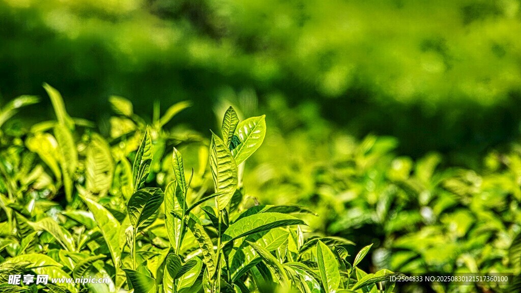 翠绿生机盎然的鲜嫩植物