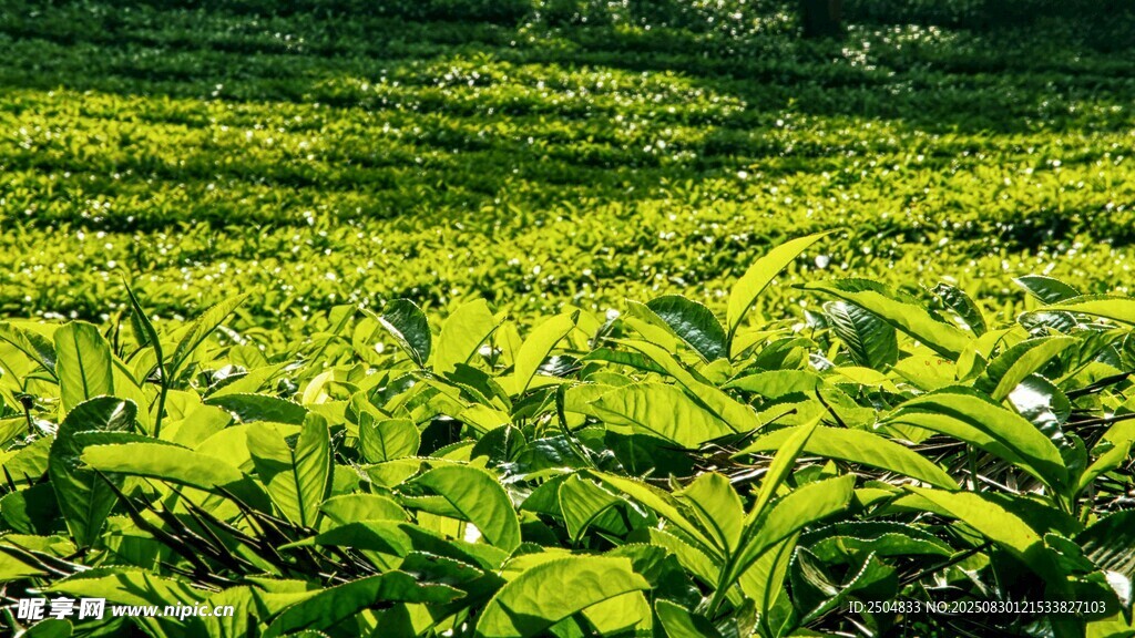 翠绿茶园 生机盎然