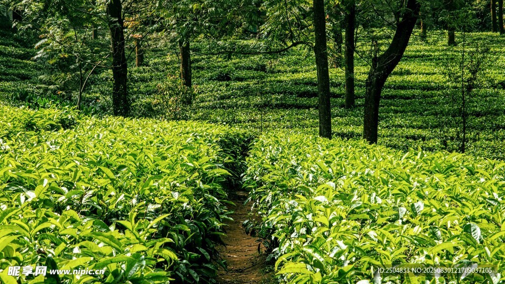 翠绿茶园中的蜿蜒小径