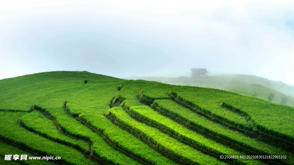 翠绿梯田 山间田园美景
