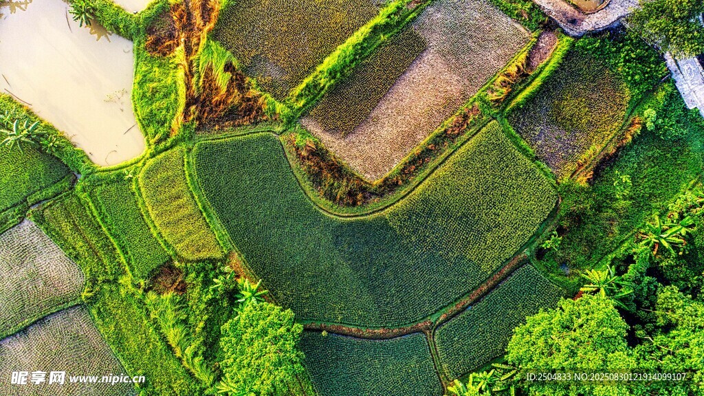 俯瞰翠绿梯田美景