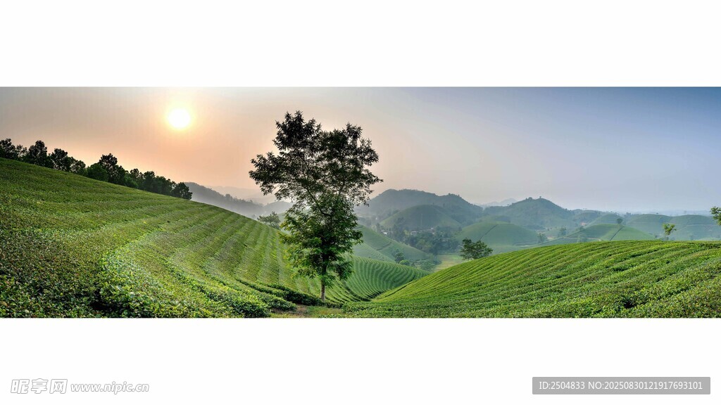 山间独树 田园晨光美景