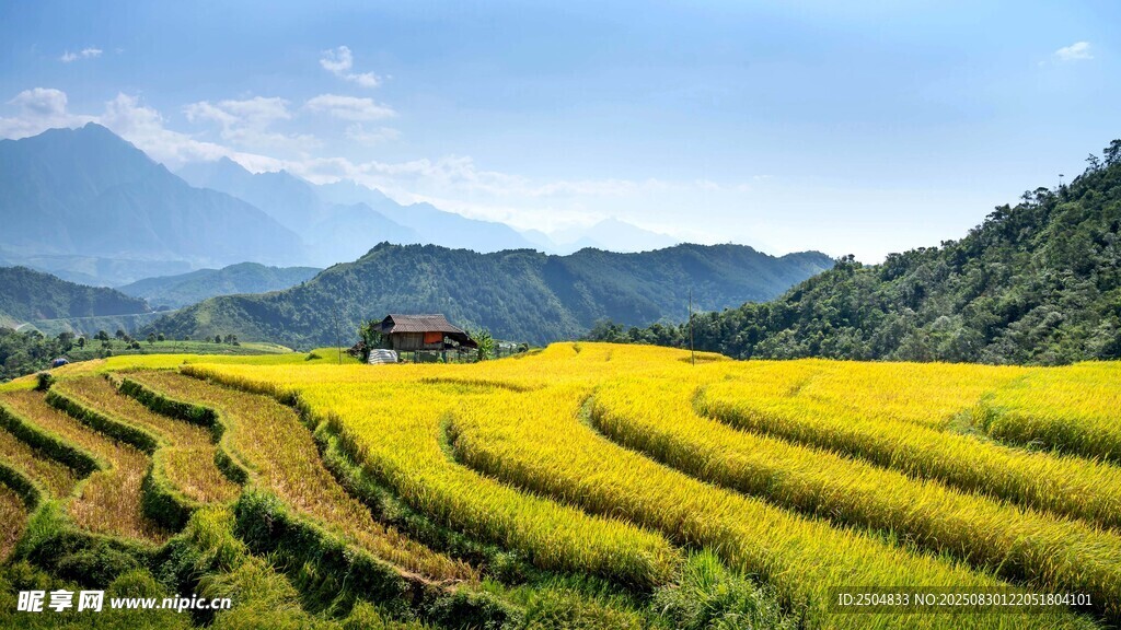 金黄梯田美景 远山相伴