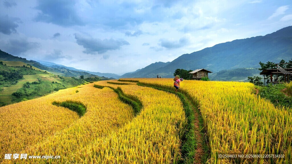 金黄梯田与远山美景