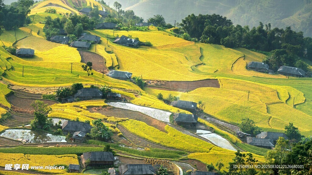 金黄梯田美景