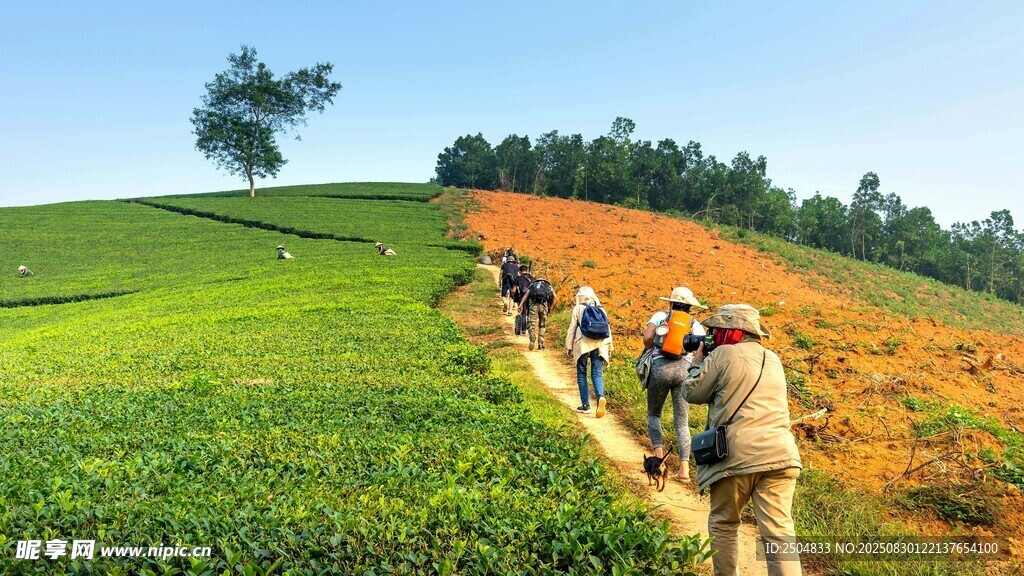 茶园中人们的劳作景象