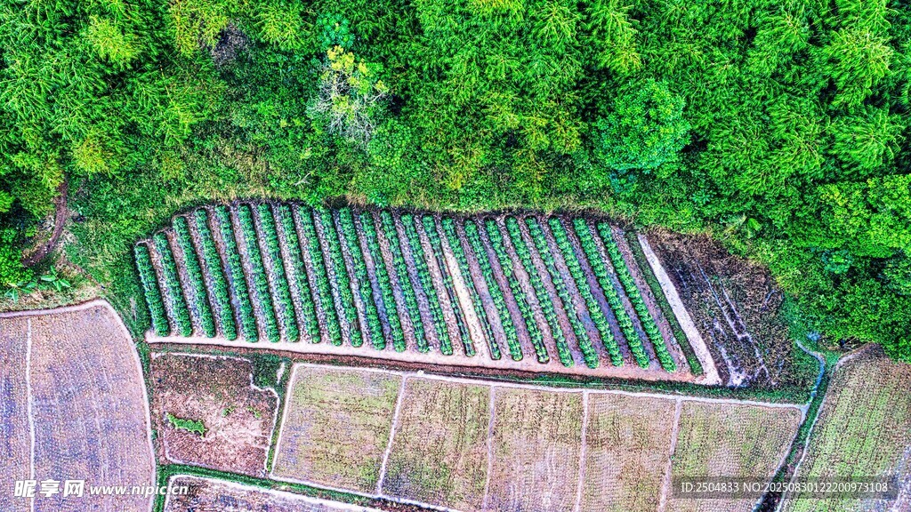 空中俯瞰绿植环绕的温室