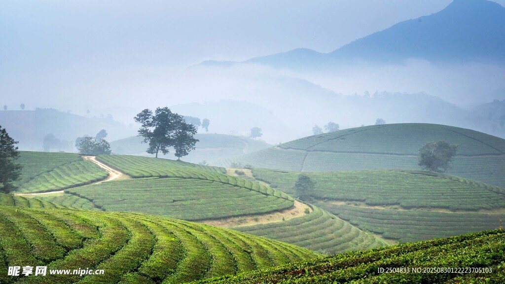 山间茶园美景