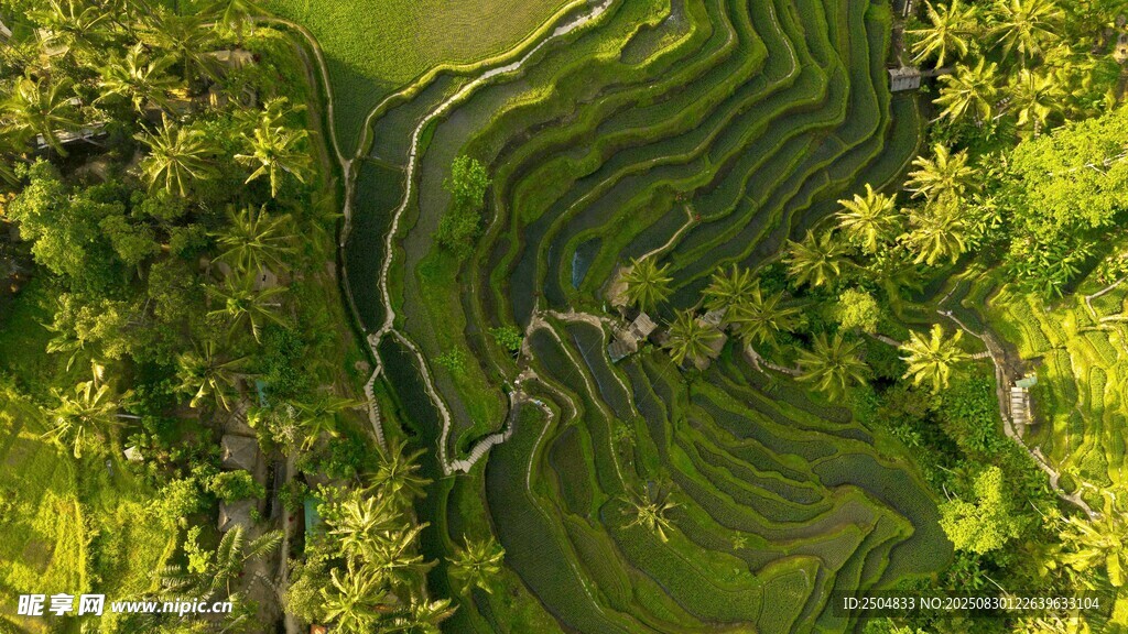 俯瞰葱郁梯田美景